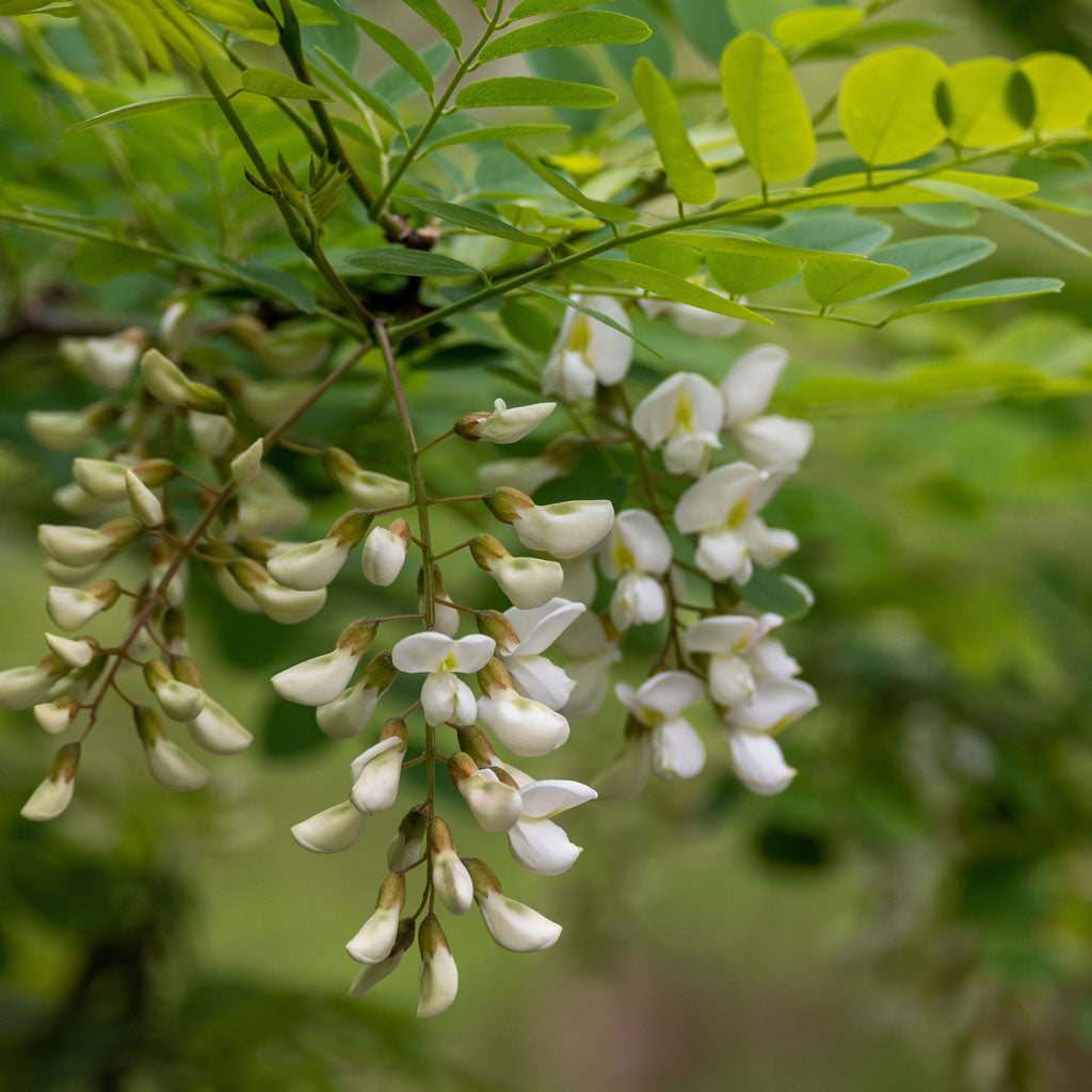 Acacia