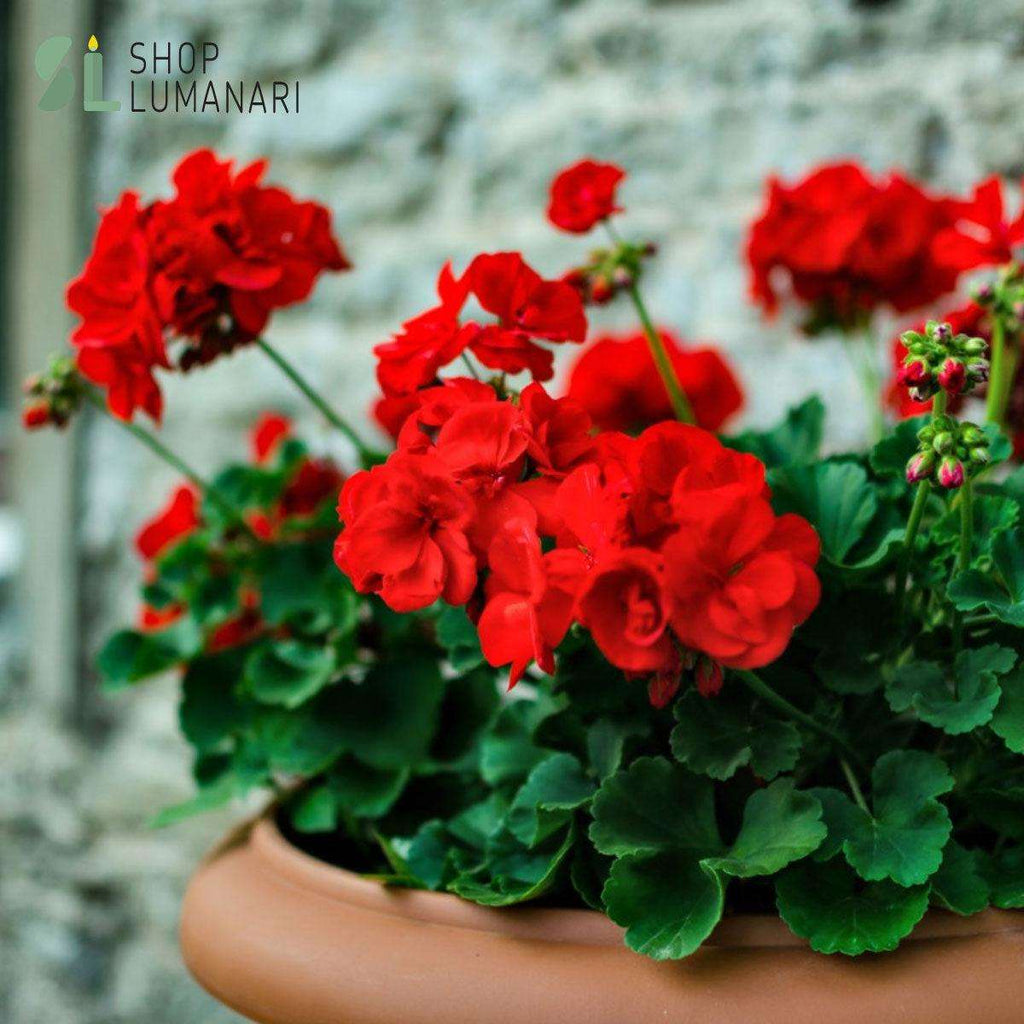 Parfum Geranium (mușcată) - shoplumanari.ro