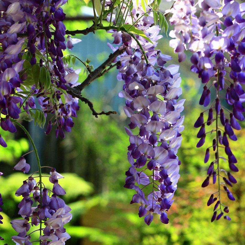 Parfum Glicina (Wisteria) - shoplumanari.ro