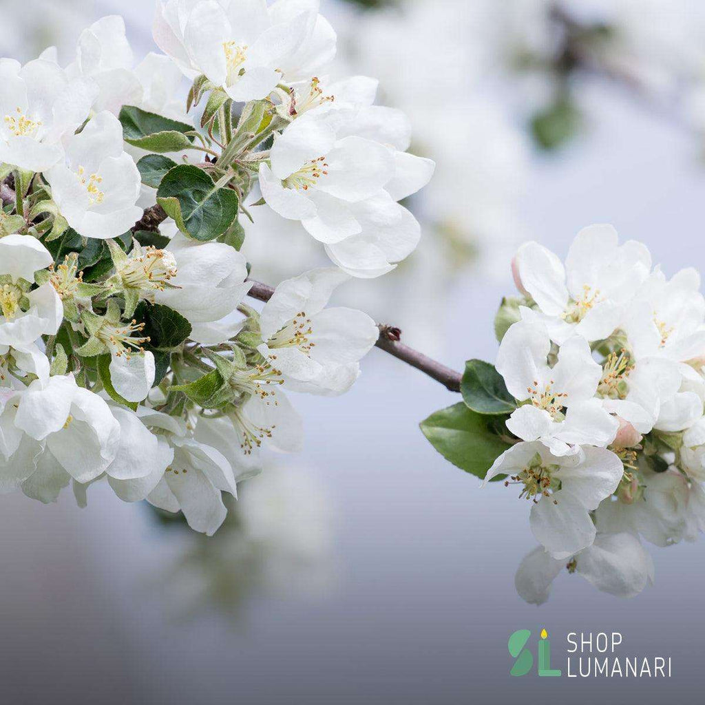 Parfum Apple Blossom (floare de mar) - shoplumanari.ro