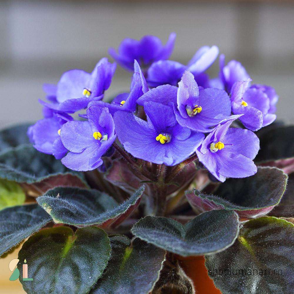 Parma Violet perfume scented candles –