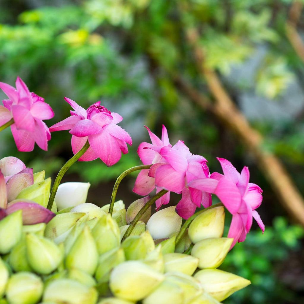 Parfum Lotus Flowers - shoplumanari.ro