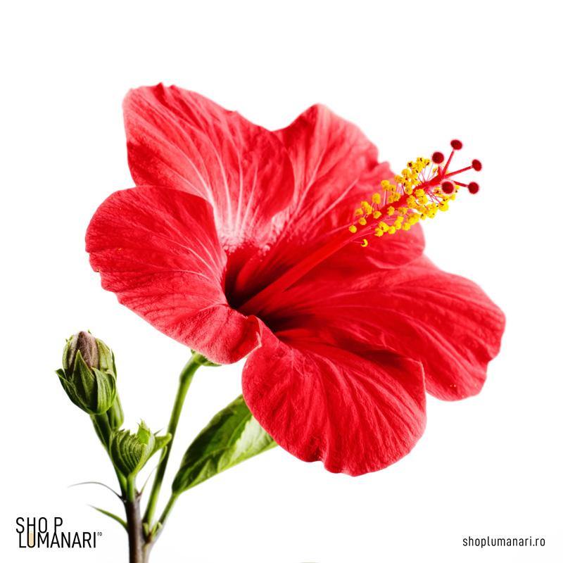 Parfum Hibiscus - shoplumanari.ro