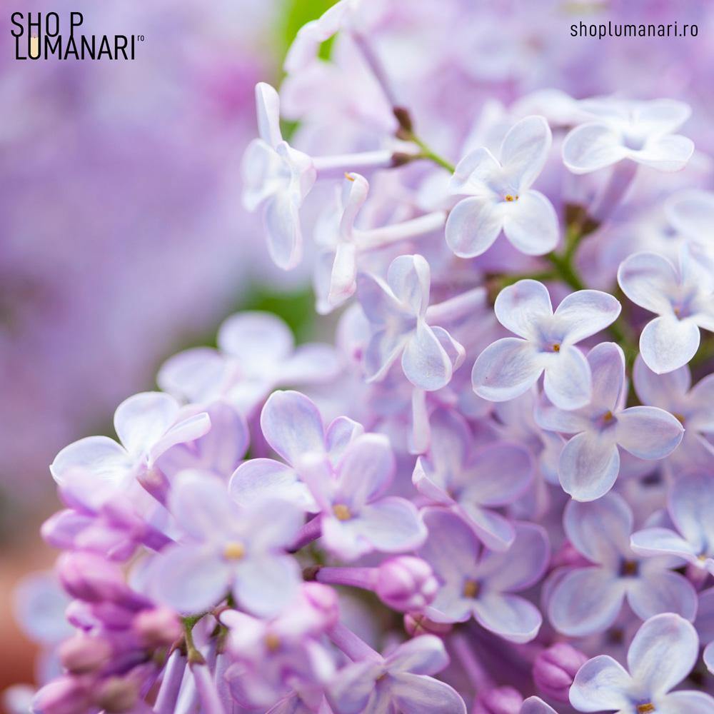 Parfum Lilac - shoplumanari.ro