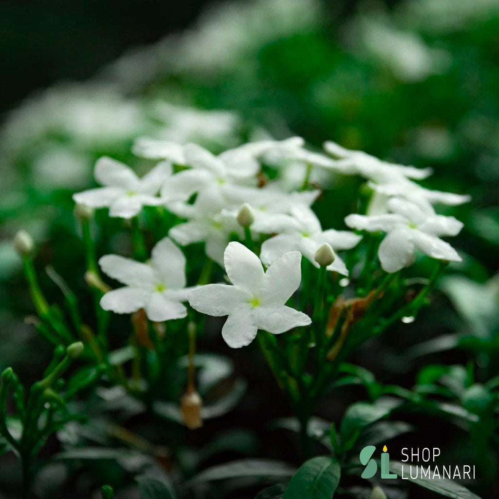 Parfum Tropical Jasmine - shoplumanari.ro